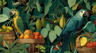 热带雨林中的鹦鹉与水果