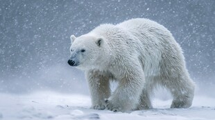 雪地中的北极熊漫步