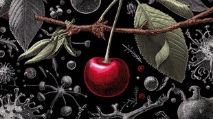 樱桃悬于枝 微观元素环绕