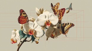 蝴蝶萦绕的优雅白兰花