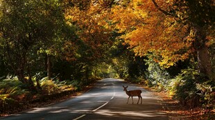 秋日林间鹿立路中景象