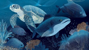 海底世界的奇妙海洋生物