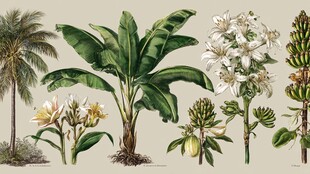 复古风热带植物花卉图鉴
