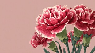 粉色康乃馨花卉特写