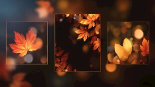 秋日枫叶光影梦幻画面