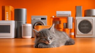 橘色背景下惬意小猫咪