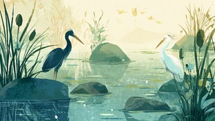 湖畔双鹭 自然诗意景象