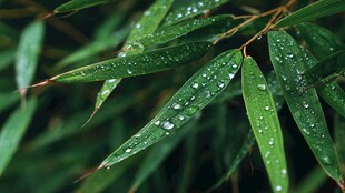 雨后竹叶上的晶莹水珠