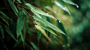 雨后翠竹 晶莹露珠挂叶尖