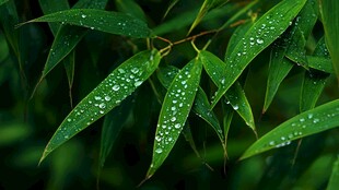 带露翠竹叶片清新画面