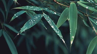 雨润竹叶 清新自然之景