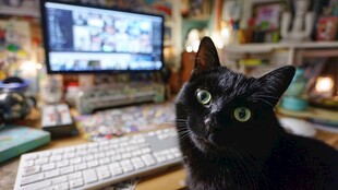 黑猫端坐电脑前萌态十足