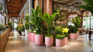 室内绿植装点的温馨空间