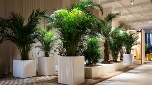 室内绿植装饰展示场景