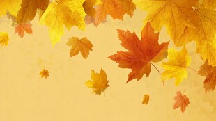 飘落的多彩秋叶