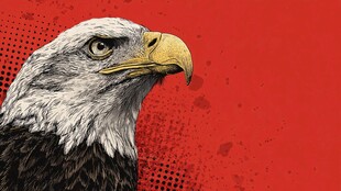 白头海雕特写 坚毅之姿