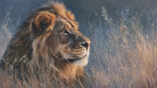 草原雄狮 尽显王者风范