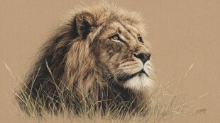 草原雄狮 尽显王者风范