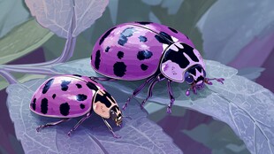 紫色斑点瓢虫栖息绿叶间