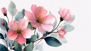 粉色水彩风娇艳花卉插画