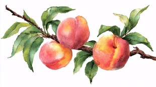 水彩绘枝头鲜桃与绿叶