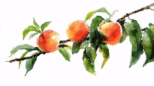 水彩绘枝头鲜桃绿叶