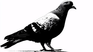 黑白轮廓的站立鸽子