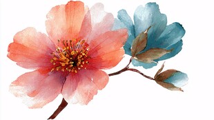 水彩花卉 双色花朵之美