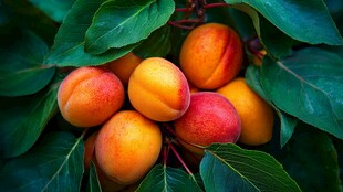 枝头鲜杏 绿叶相伴