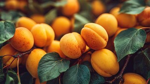 饱满黄杏挂枝 绿叶相伴