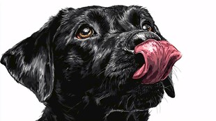 黑拉布拉多俏皮吐舌瞬间