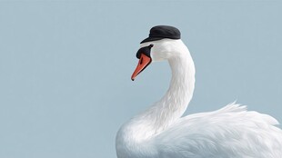 戴帽白天鹅优雅瞬间