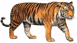 行走的斑斓猛虎