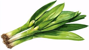 新鲜翠绿的韭菜蔬菜插画