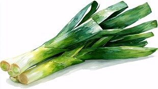 新鲜翠绿大葱水彩画