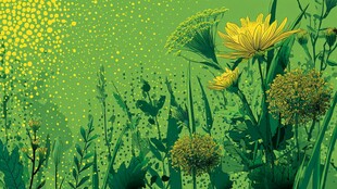 春日绿野黄花烂漫图景