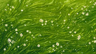 翠绿草地间点缀白色小花