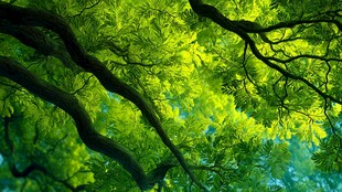 阳光洒落的繁茂绿荫树冠