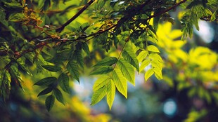 阳光下的翠绿树叶