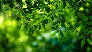 翠绿枝叶的清新自然景象