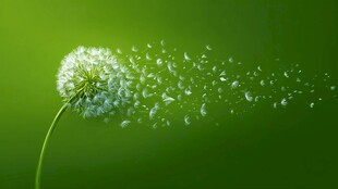 蒲公英飘散 绿色梦幻瞬间