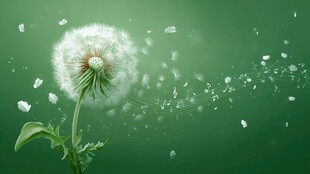 飘飞的蒲公英 绿色梦幻景