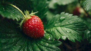 带露红草莓与翠绿叶片