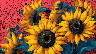 艳丽向日葵绽放于红背景