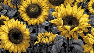 向日葵花海的灿烂景致