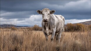 田野中伫立的灰白奶牛