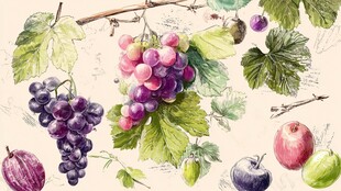 水彩绘多彩葡萄与鲜果