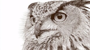 猫头鹰特写 锐利眼神与细节