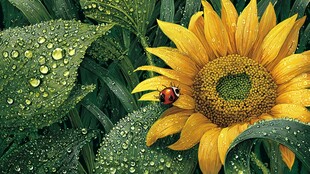 带露珠的向日葵与瓢虫