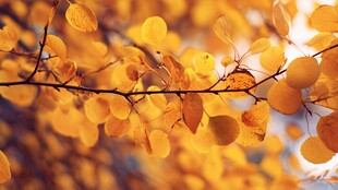 秋日金黄树叶特写